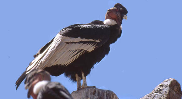 Anden - Kondor (aufgenommen im Zoo von La Paz)