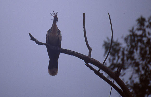 Hoatzin, halb Kuh - halb Vogel