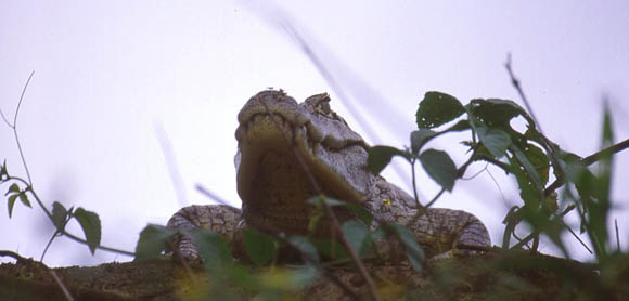 Alligator am Fluufer auf Lauer