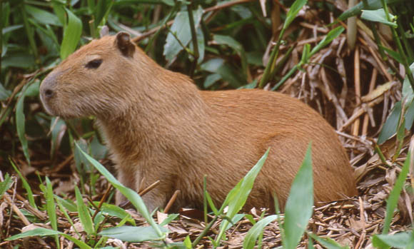 Riesenmeerschweinchen - Capybari