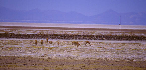 Vicunas am Rande des Salars