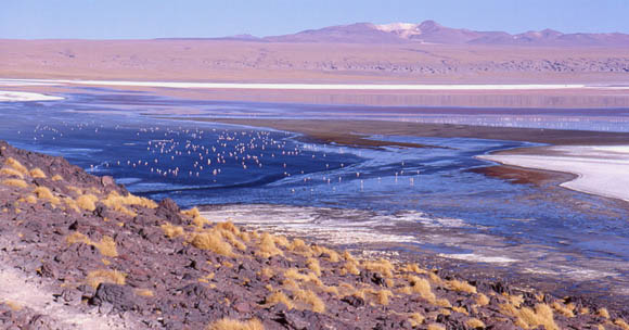 Laguna Colorado, Totale mit Flamingos