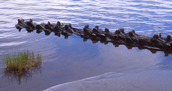 Krokodil oder tote Araucarie ?