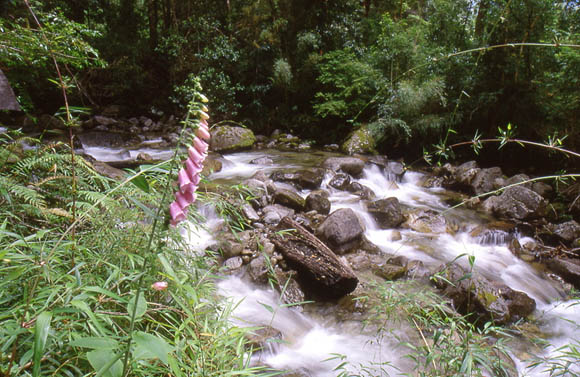 Fingerhut am Bach bei Puella