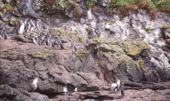 Magellan-Pinguine in der Pinguinera