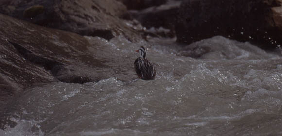 Die Torrent Duck (engl. Stromschnellen Ente)