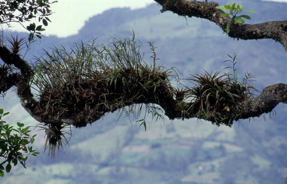 Bromelien an den Bumen - Die Schmarotzer (Epiphyten) ernhren sich von ihrem Wirt und produzieren 