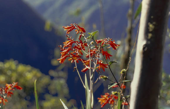 Orchideen am Wegesrand