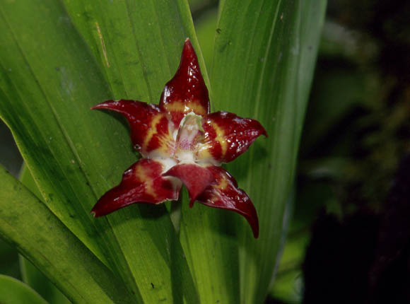 Orchideen am Wegesrand