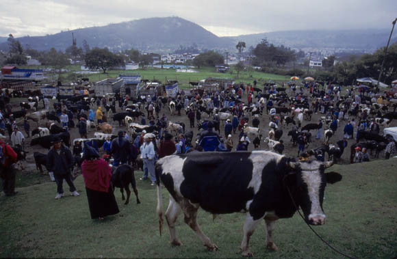 Otavalo Viehmarkt - fr einen Besuch muss man frh aufstehen, weil er bereits um 7:30h wieder zumacht