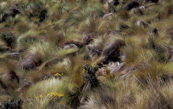 Ein sehr hartes und strrische Gras trotz der dnnen Luft und dem rauhen Wetter